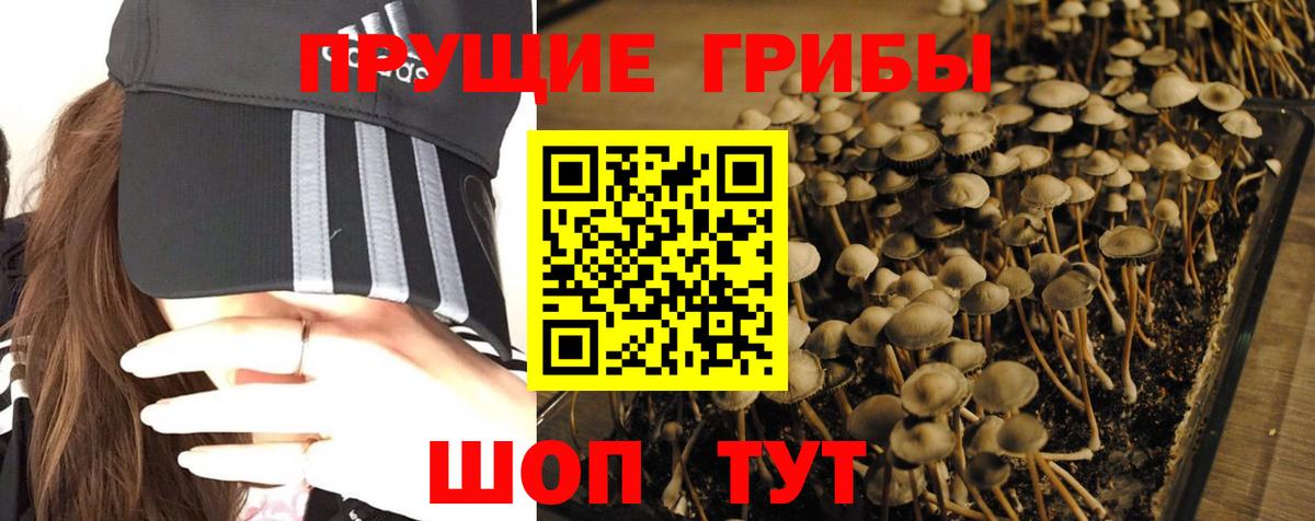 Псилоцибиновые грибы GOLDEN TEACHER Асбест